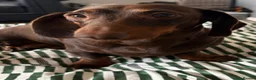 Miniature Dachshund dogs for sale: Miniature Dachshund for sale! - Advert 1