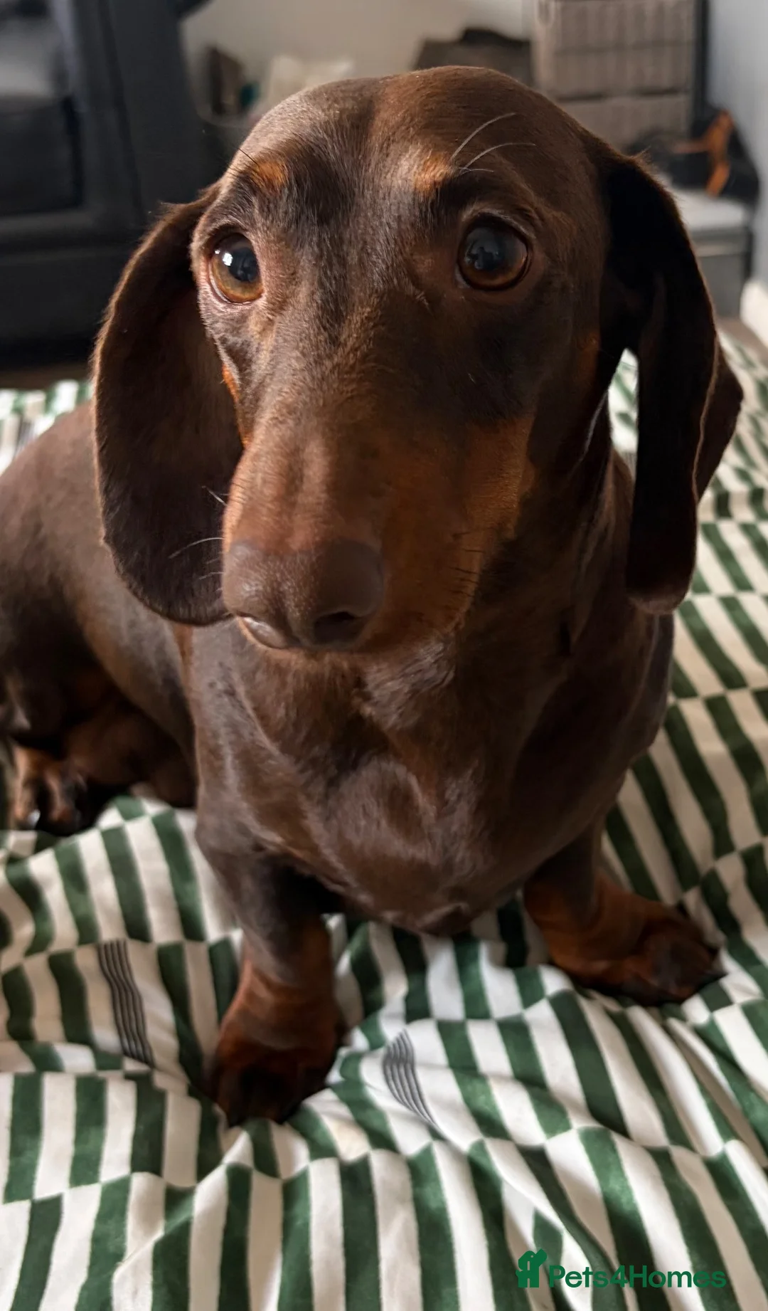 Miniature Dachshund dogs for sale: Miniature Dachshund for sale! - Advert 1