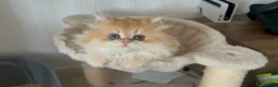 British Longhair cats for sale: Golden Longhair Kittens BY12 in Cardiff - Advert 9