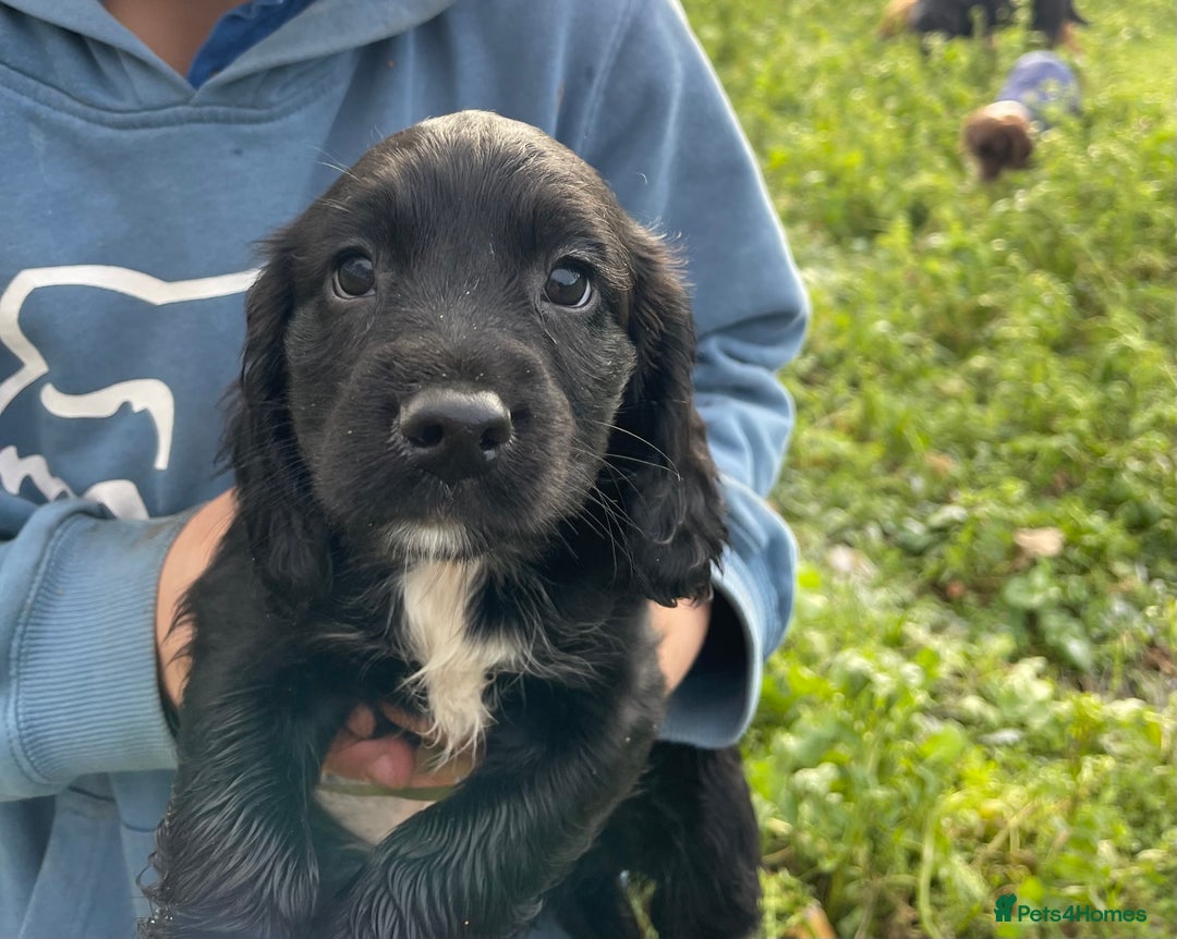 Sprocker dogs for sale: F1 Sprocker Spaniel puppies docked.  - Advert 4
