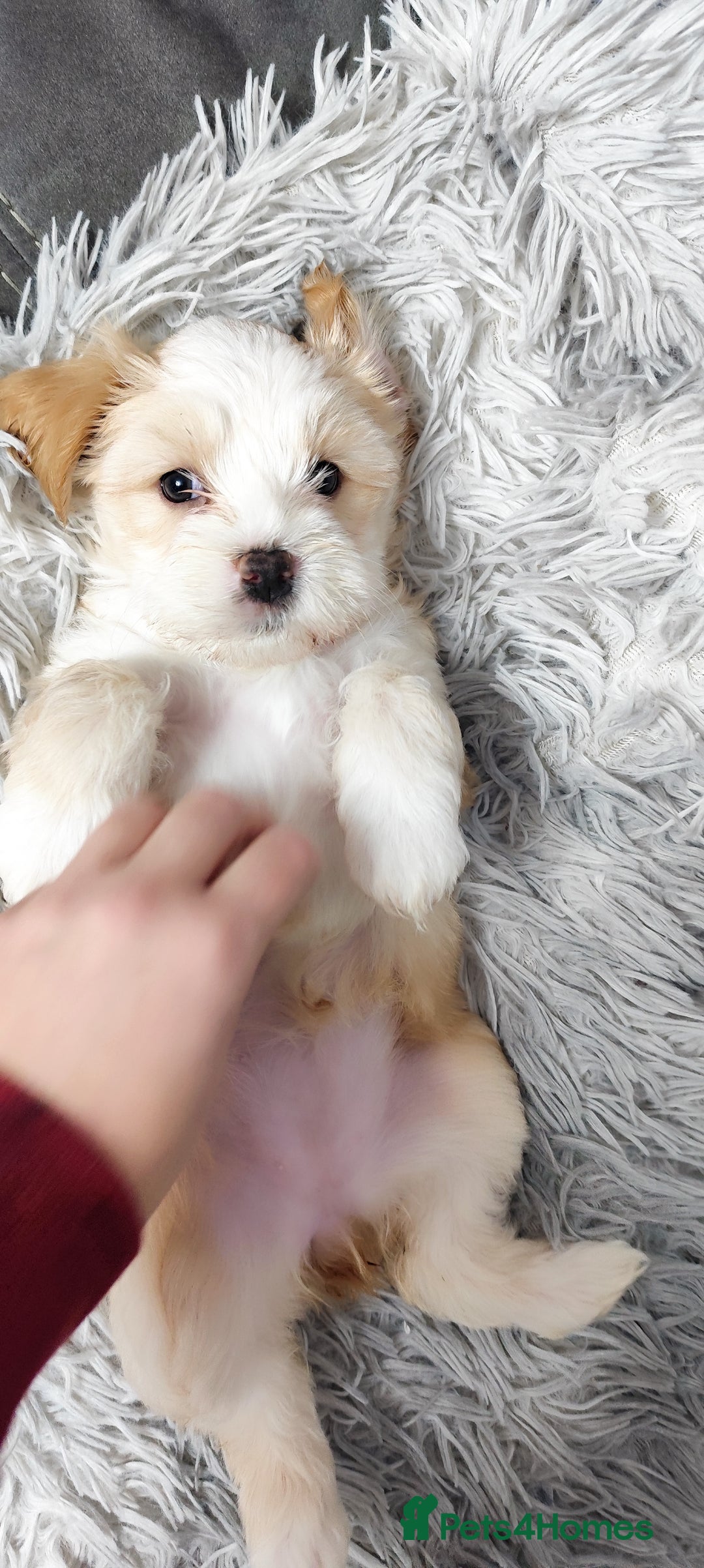 Tibetan Terrier dogs for sale: KC Tibetan Terrier Puppy  - Advert 4