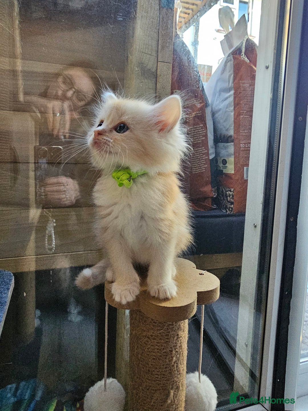 Ragdoll cats for sale: Soo cudly and playfull, two litters! - Advert 6