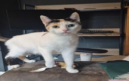 Mixed Breed cats for sale: 3 male kittens - Image 2
