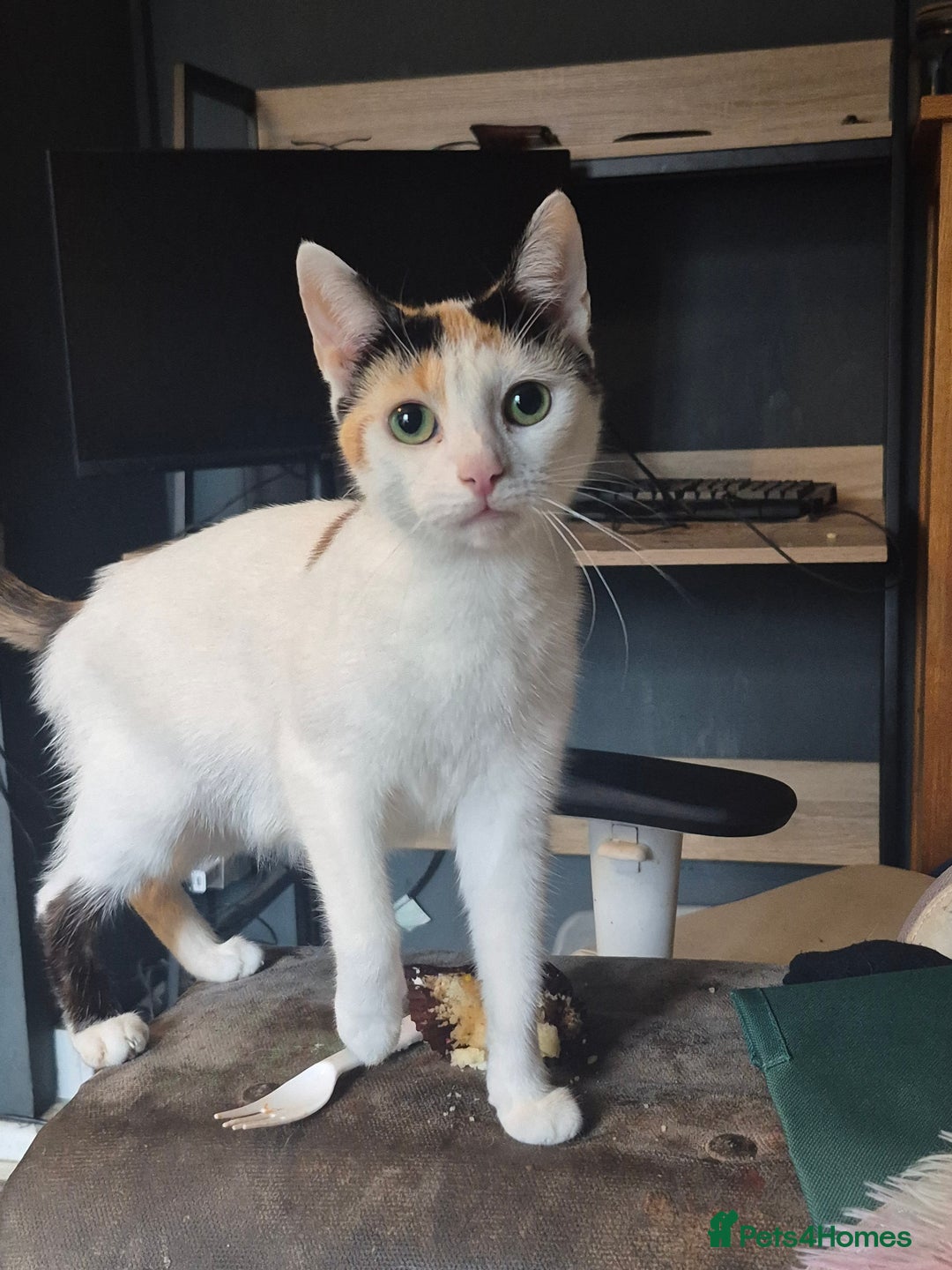 Mixed Breed cats for sale: 3 male kittens - Image 2