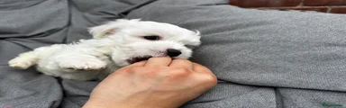 GREEN COLLAR BOY