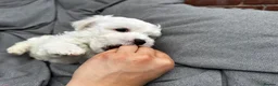 Maltese dogs for sale: >>PUREBRED BEAUTIFULLY MALTESE PUPPIES<< - Advert 21