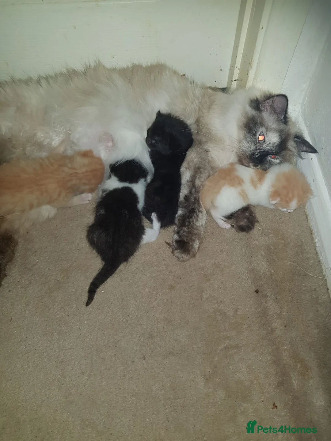 Ragdoll cats for sale: CUTE RAGDOLL KITTENS  - Advert 11