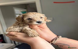 Sproodle dogs for sale: Gorgeous Sproodle Puppies - Image 4