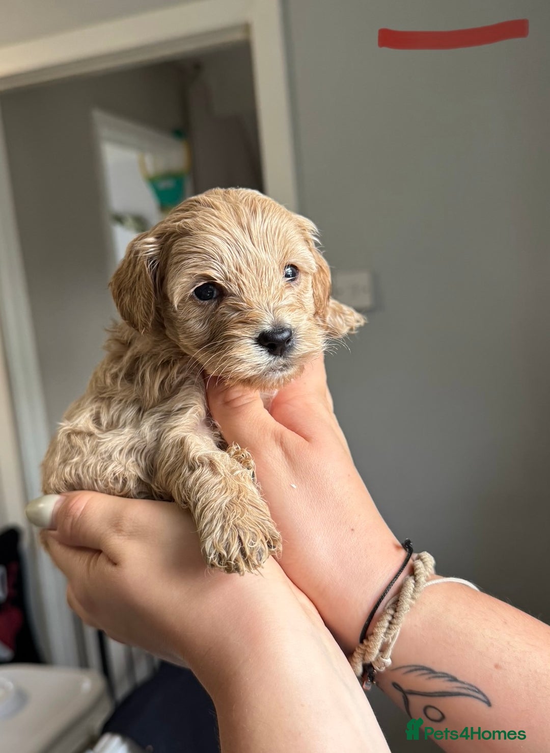 Sproodle dogs for sale: Gorgeous Sproodle Puppies - Image 4