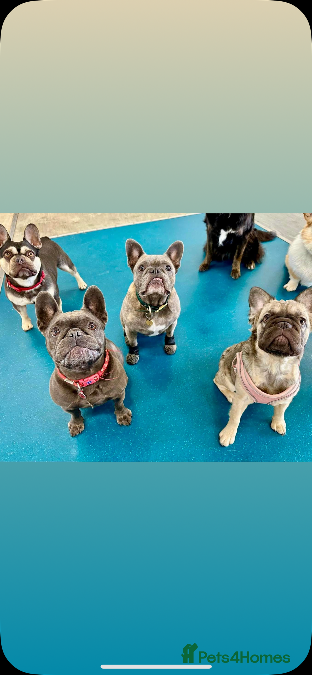 French Bulldog dogs for sale: 8 month old sable fluffy frenchie  - Image 5