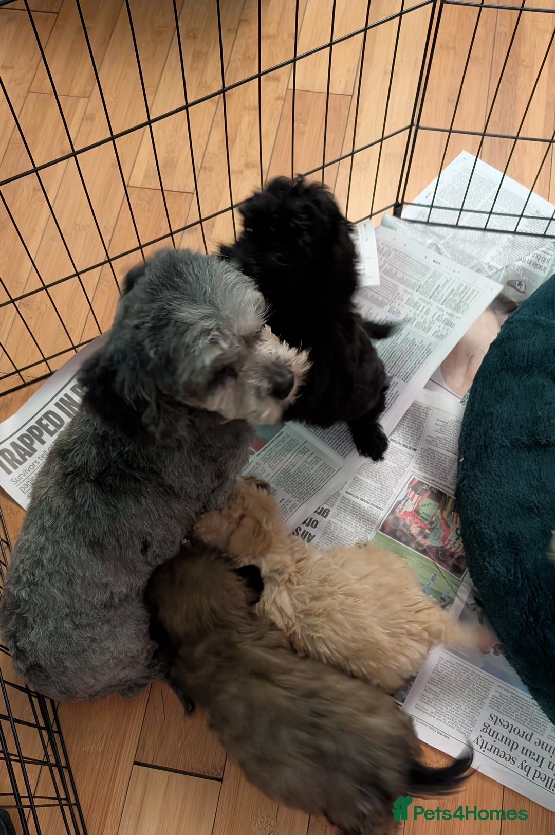 Shihpoo dogs for sale: Stunning Toy Shihpoos puppies  - Advert 6
