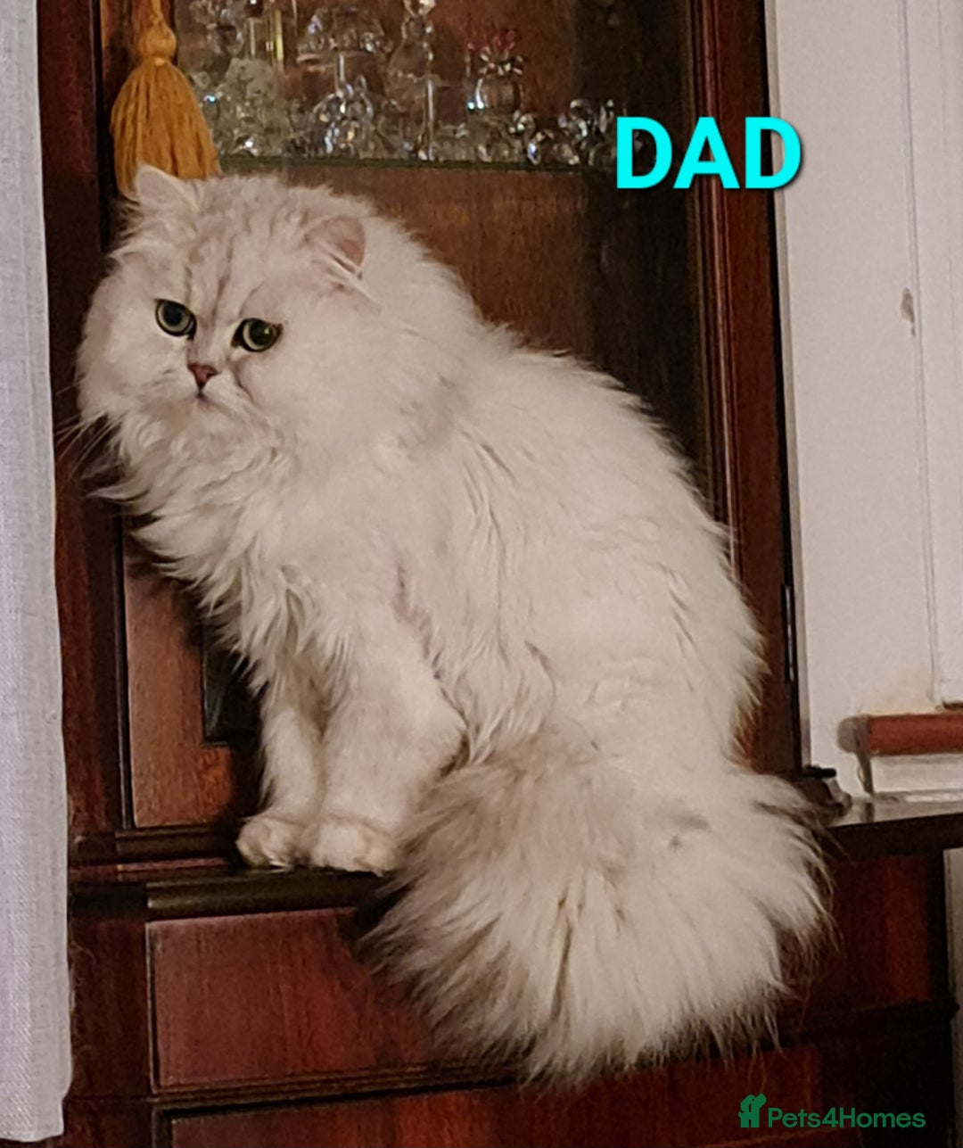 Persian cats for sale: 2 girls left!Ready now! Persian Chinchilla kittens - Image 11