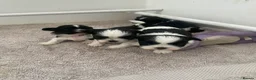 Shih Tzu dogs for sale: Imperial Shihtzu Puppies - Advert 15