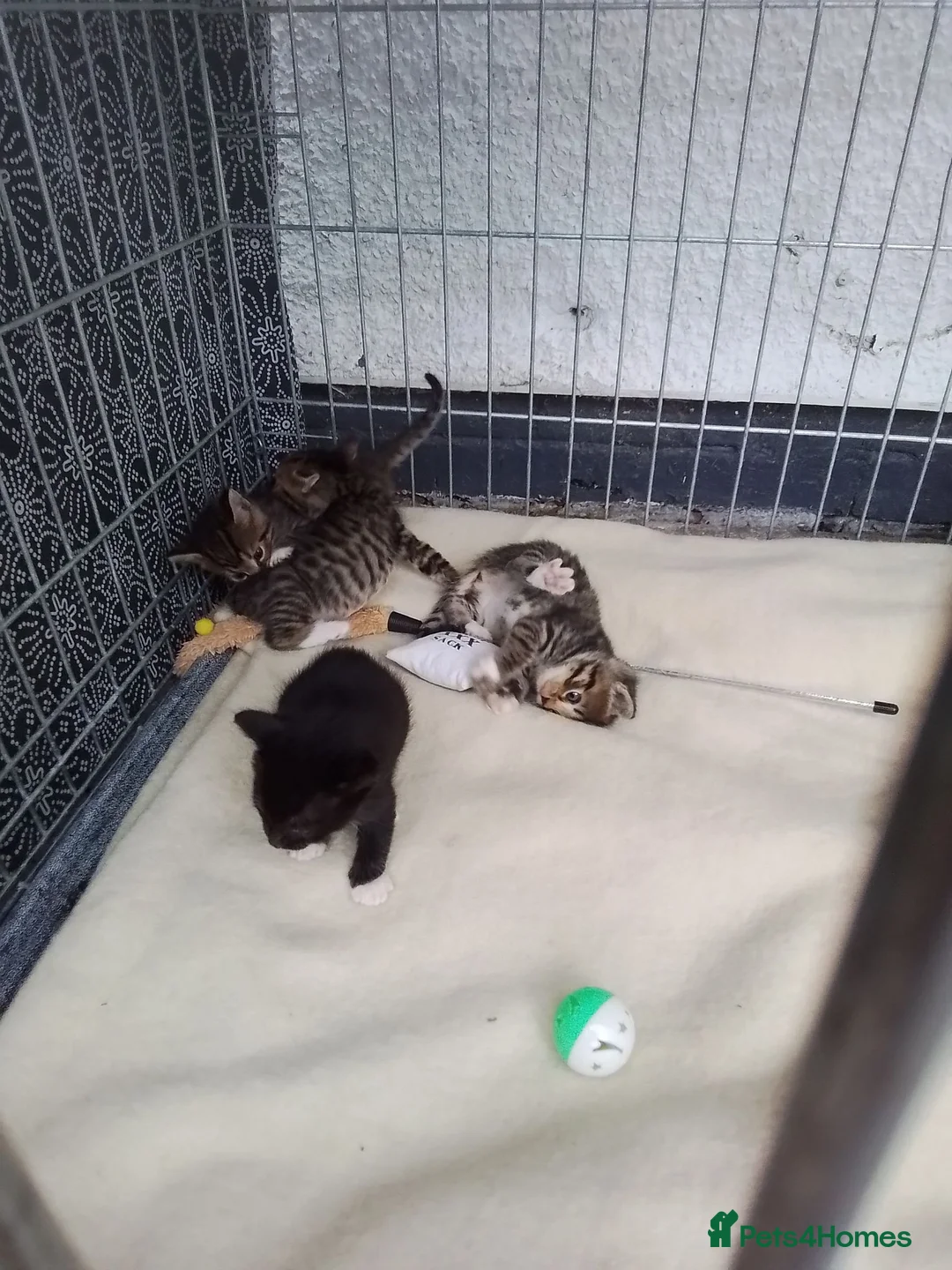 Bengal cats for sale: 6 beautiful bengal x kittens  in Woking - Advert 2