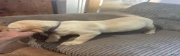 Goldador dogs for sale: Labrador x golden retriever ( goldador) - Advert 12