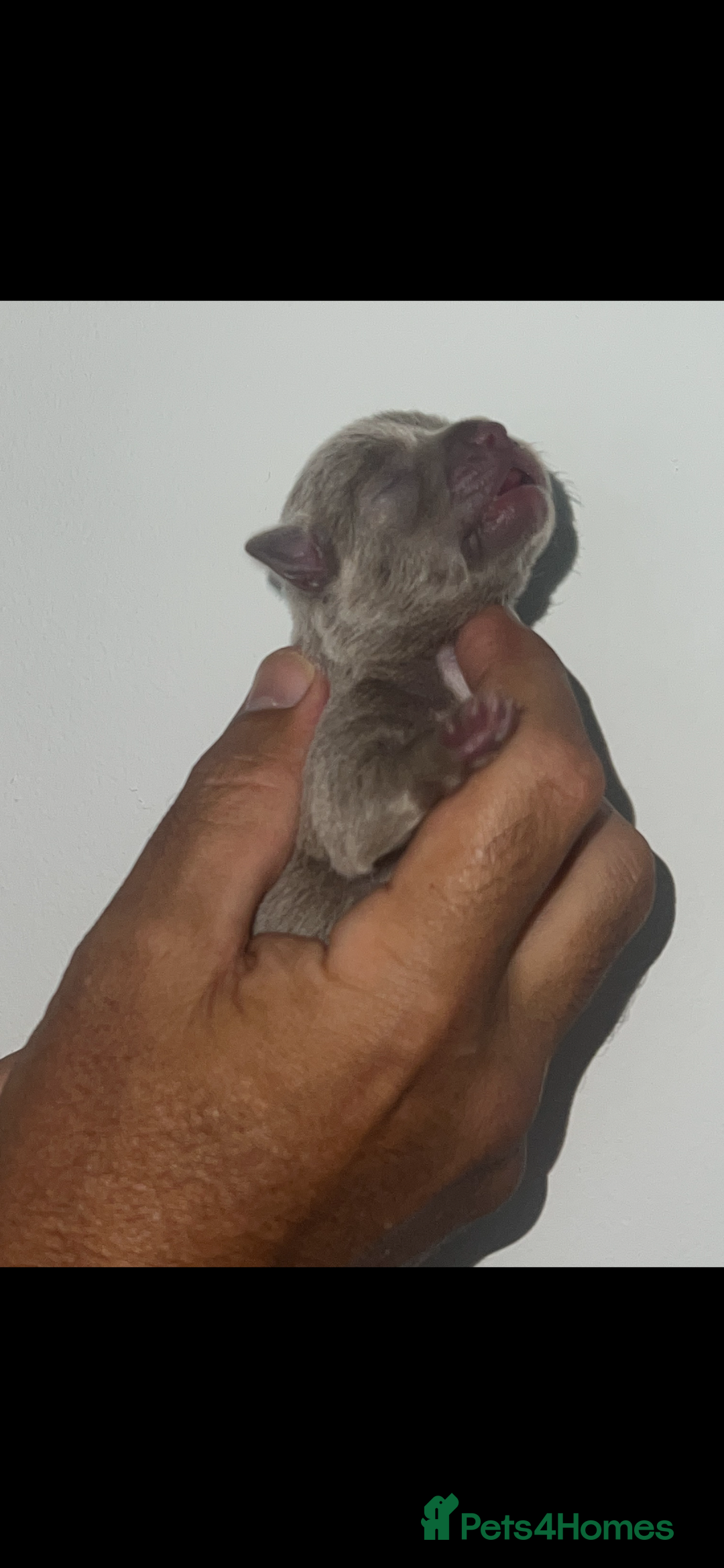 Chihuahua dogs for sale: Chihuahua puppy’s blue and lilicas  - Image 18