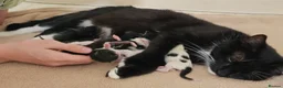 Mixed Breed cats for sale: Kittens for sale  - Advert 10