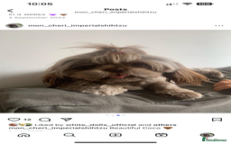 Shih Tzu dogs for sale: Imperial Shih Tzu for sale - Image 21