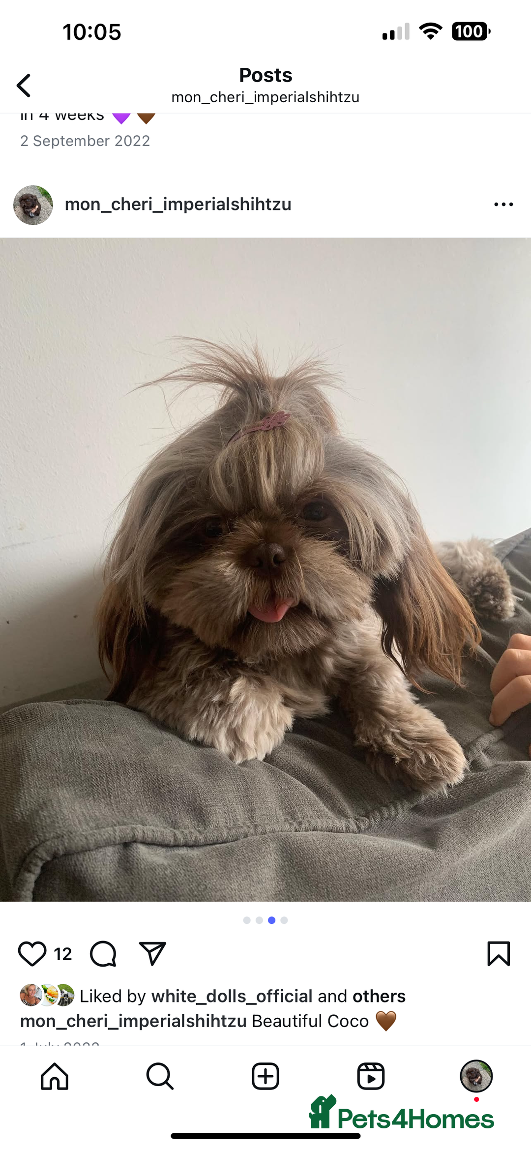 Shih Tzu dogs for sale: Imperial Shih Tzu for sale - Image 21