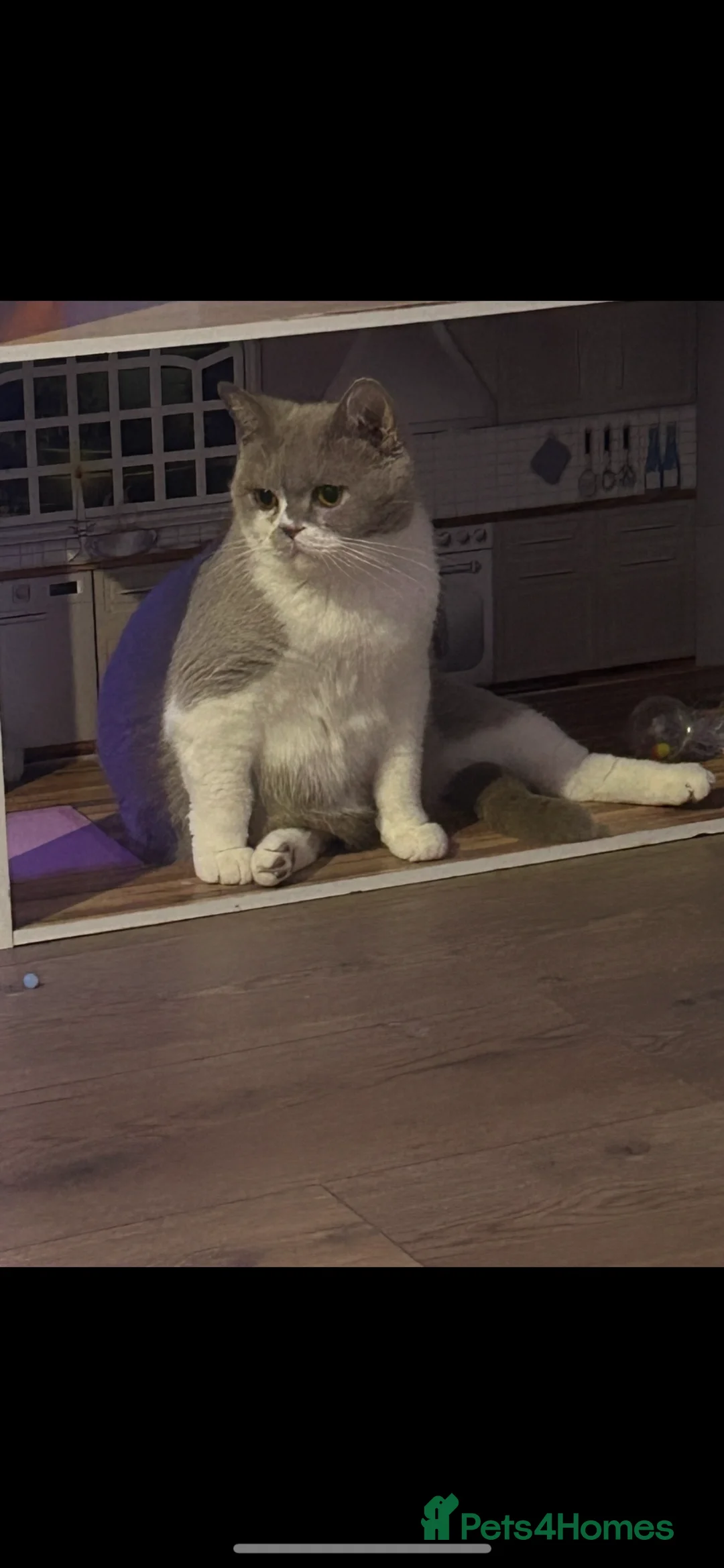 British Shorthair cats for sale: Female British Shorthair for sale  - Advert 2