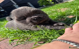Chow Chow dogs for sale: Last 2 Beautiful chow chow puppies - Image 24