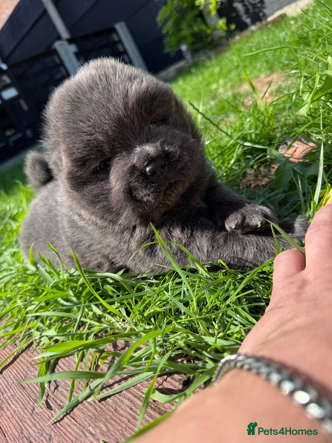 Chow Chow dogs for sale: Last 2 Beautiful chow chow puppies - Image 24