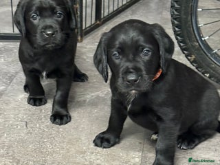 Mixed Breed dogs - Advert 10