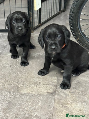 Mixed Breed dogs - Advert 3