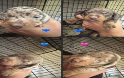 Miniature Dachshund dogs for sale: Perfectly sized miniature dachshunds. - Image 4