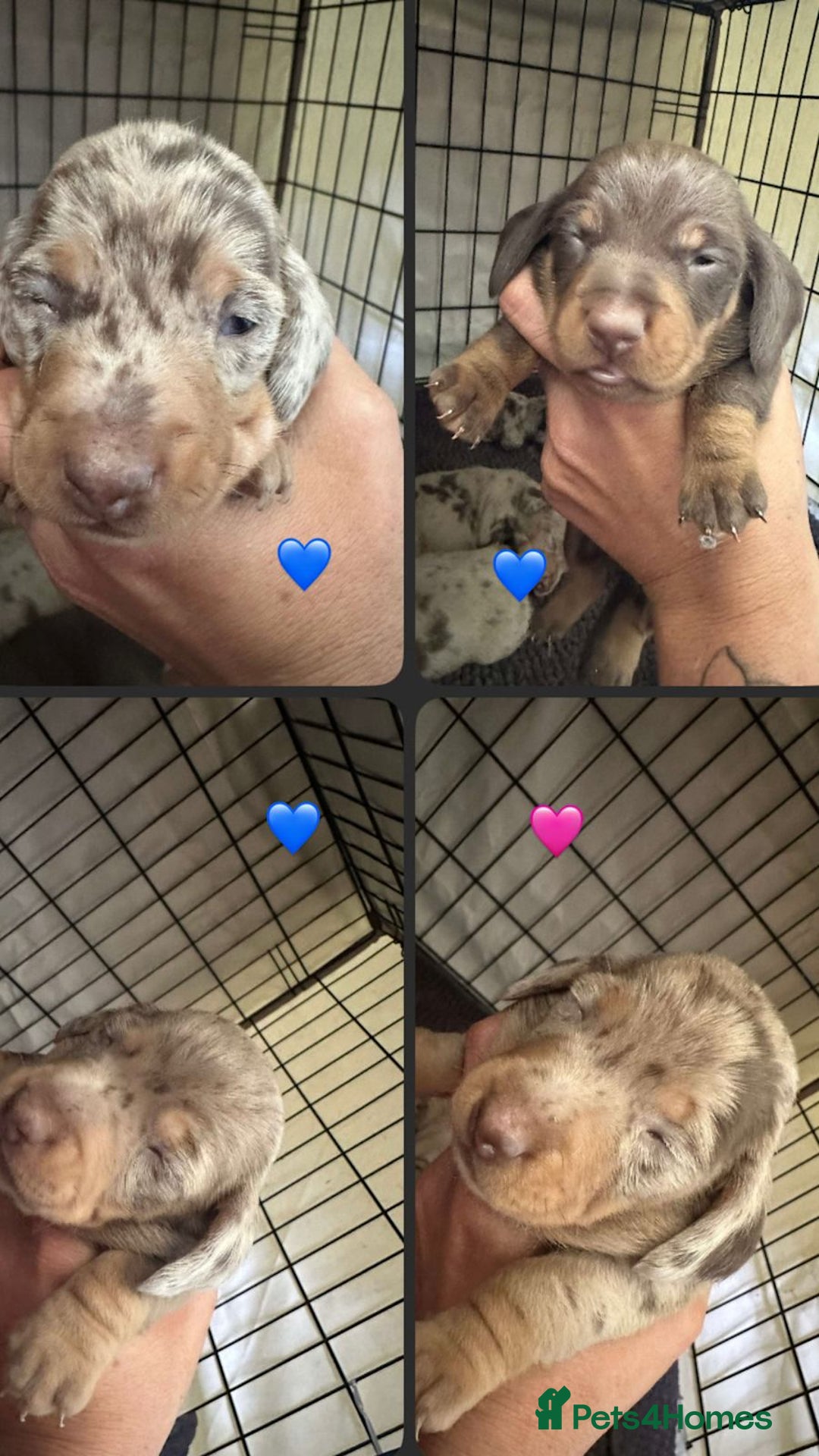 Miniature Dachshund dogs for sale: Perfectly sized miniature dachshunds. - Image 4