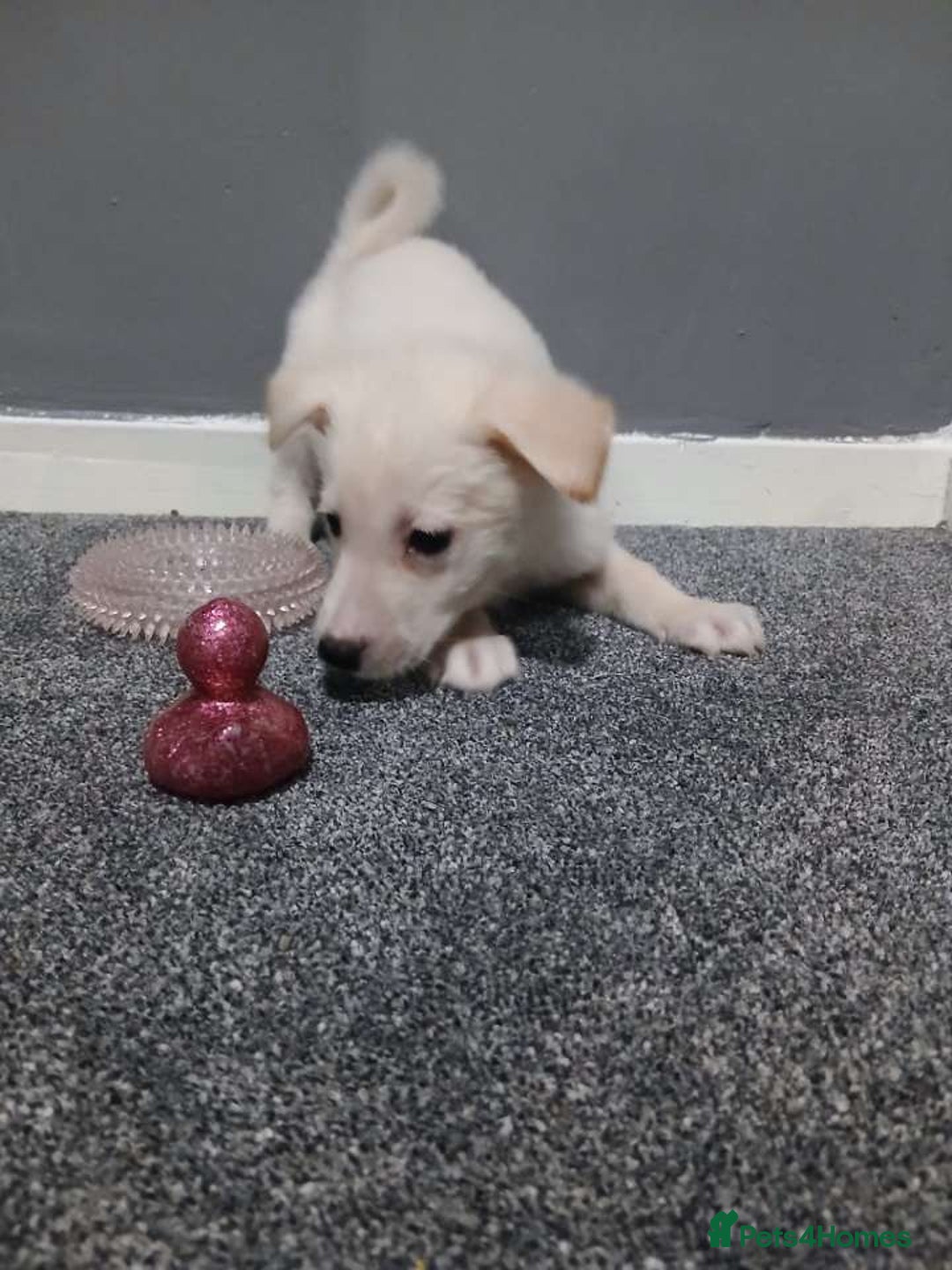 Mixed Breed dogs for sale: German Shepherd x huskita.  - Image 7
