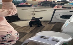 Mixed Breed dogs for sale: Staffy cross Labrador  - Image 3