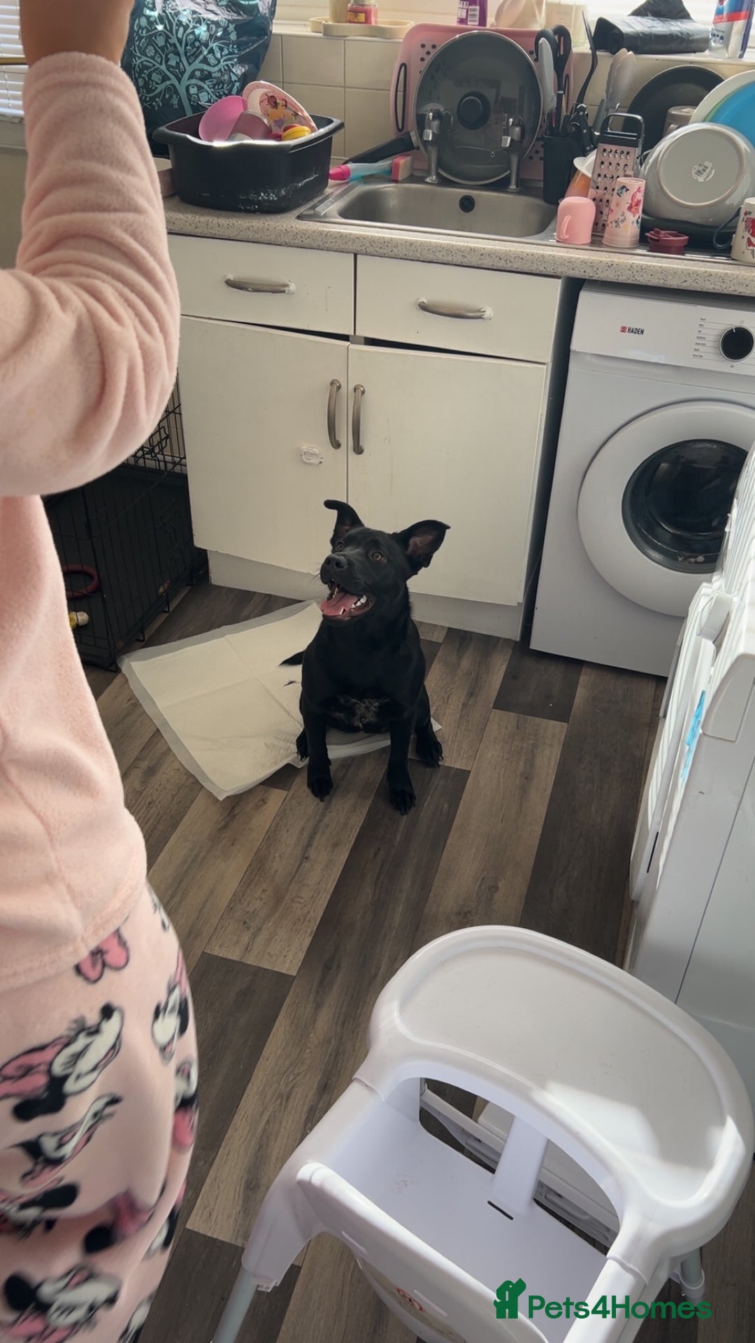 Mixed Breed dogs for sale: Staffy cross Labrador  - Image 3