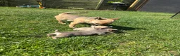 Chihuahua dogs for sale: Chihuahua puppies  - Advert 1