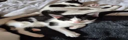 Mixed Breed cats for sale: 4 female kittens - Advert 1