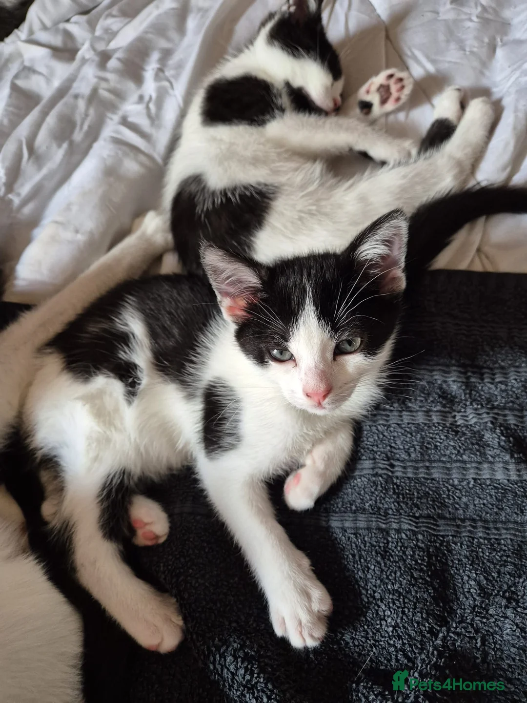 Mixed Breed cats for sale: 4 female kittens - Advert 1