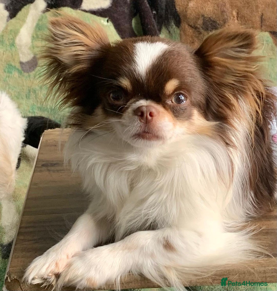Chihuahua dogs for sale: READY TO GO!.   Last male Chihuahua puppy left - Image 14