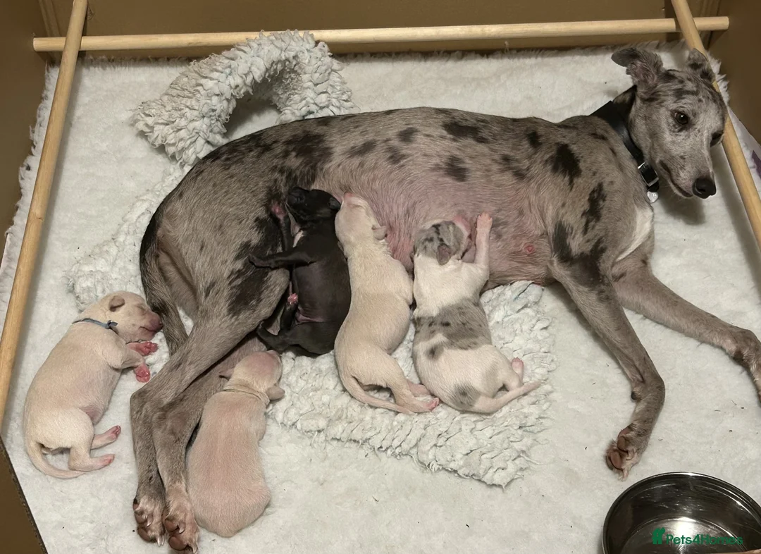 Whippet dogs for sale: Whippet lurcher pups - Advert 18