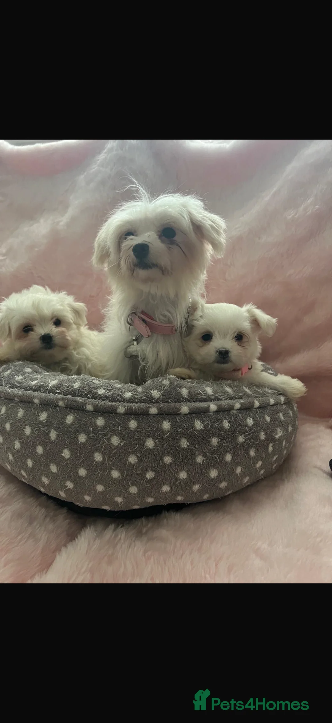 Maltese dogs for sale:  **  Maltese pups  - Advert 1