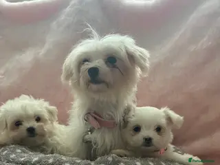 Maltese dogs Teacup Maltese pups - Advert 1
