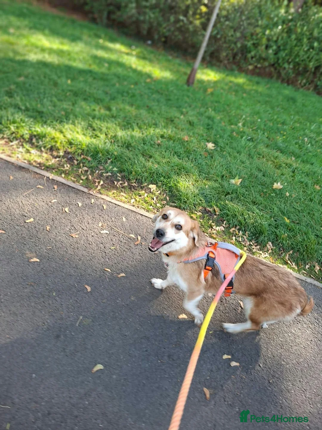 Mixed Breed dogs for adoption: Malika for adoption in Bedford - Advert 2