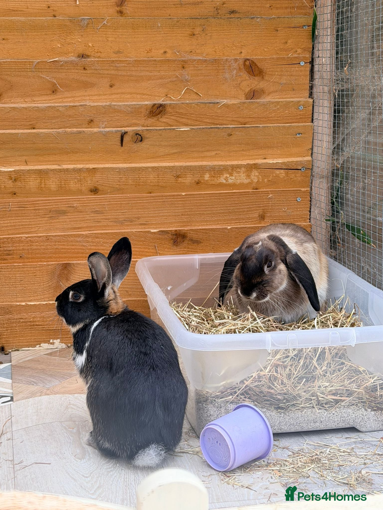 Mixed Breed rabbits Bonded neutered and vaccinated  - Advert 1
