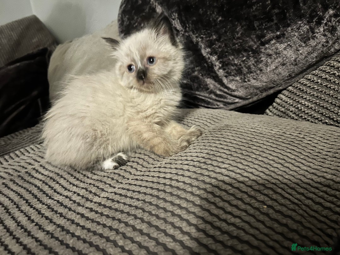 Mixed Breed cats for sale: Ragdoll x maincoon  - Advert 4
