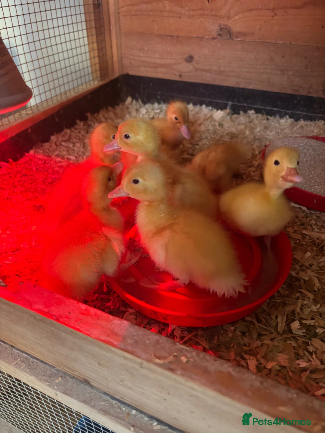 Ducks poultry for sale: Ducklings for sale - Advert 1