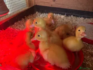 Ducks poultry Ducklings for sale - Advert 4