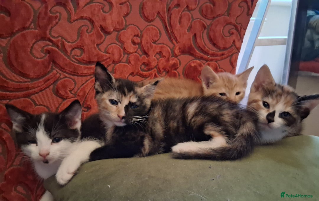 Domestic Shorthair cats for sale: 6 gorgeous mixed breed kittens - Advert 13