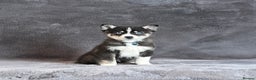 Pomsky dogs for sale: F3 blue eyes perfect husky markings Pomsky puppies - Advert 12
