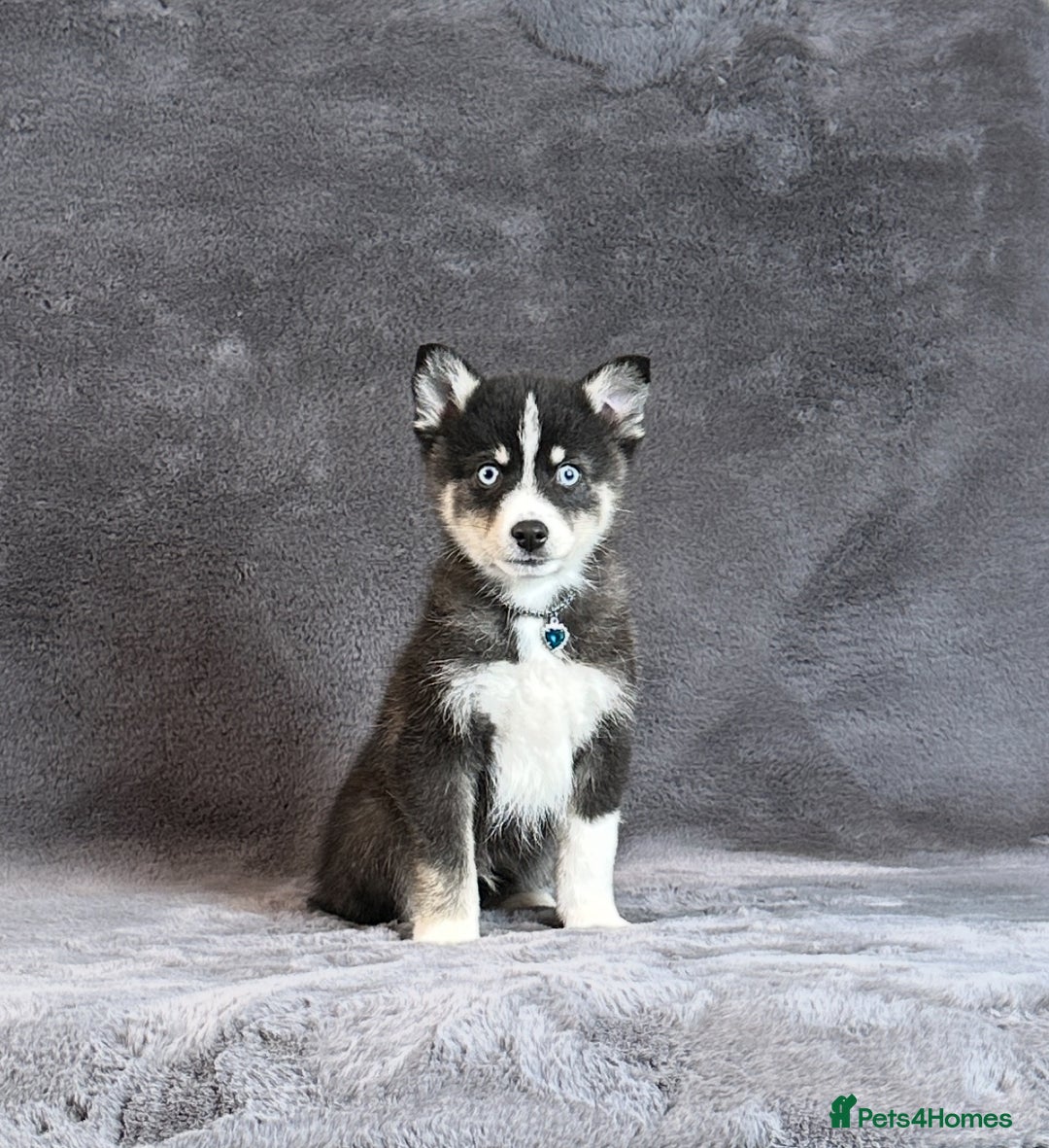 Pomsky dogs for sale: F3 blue eyes perfect husky markings Pomsky puppies - Advert 12