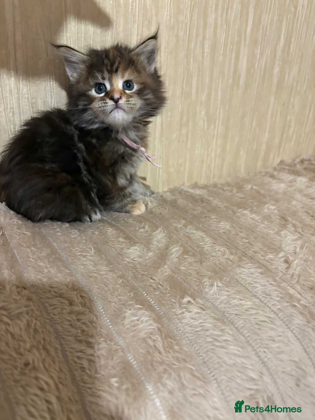 Maine Coon cats for sale: Maine Coon Type Kittens — Fluffy, Friendly - Advert 7