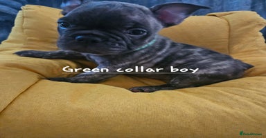 French Bulldog dogs - Advert 1